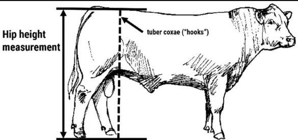 hip measurement beef